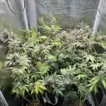 Barneys Farm Grow