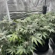 Exotic seed Black Lemon/ Honey Mints
