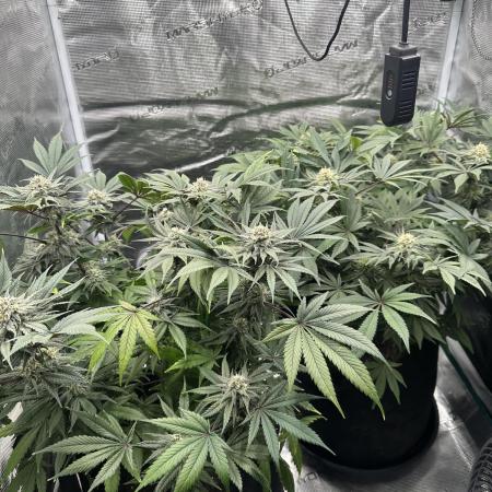 Exotic seed Black Lemon/ Honey Mints