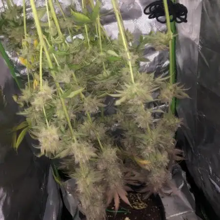 First indoor grow 24/25 Gelato+El Patron