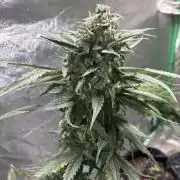 Feminized Auto Grow