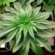 GreenHouseSeeds