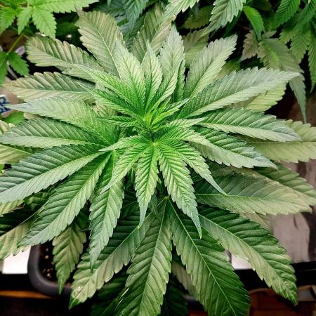 GreenHouseSeeds