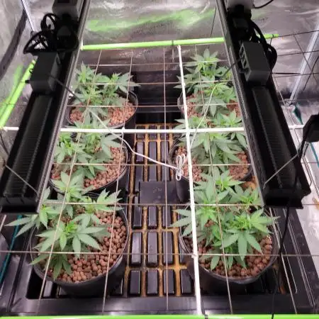 First Coots and Organic Grow