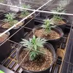 First Coots and Organic Grow