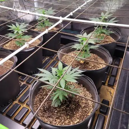 First Coots and Organic Grow
