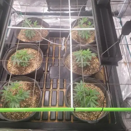 First Coots and Organic Grow