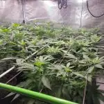 First Coots and Organic Grow