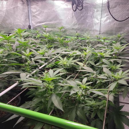 First Coots and Organic Grow