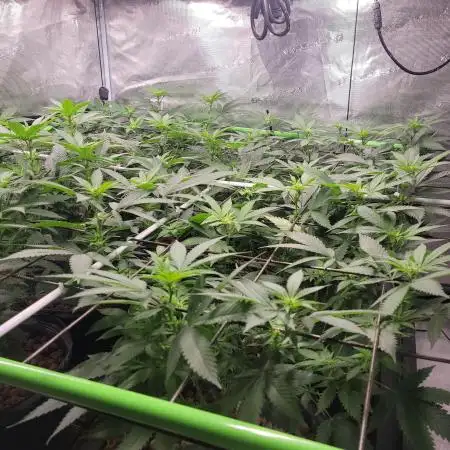 First Coots and Organic Grow