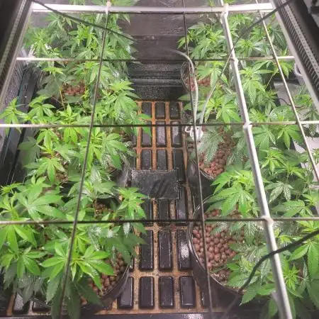 First Coots and Organic Grow