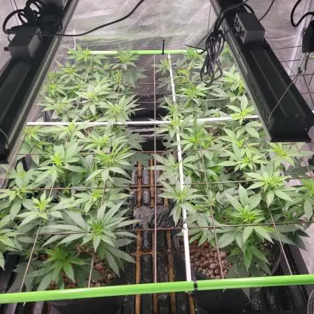 First Coots and Organic Grow