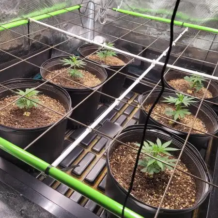 First Coots and Organic Grow