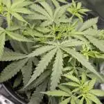 Choco Automatic Sensi Seeds