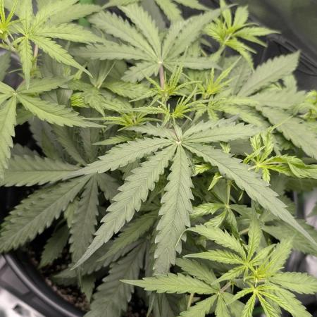 Choco Automatic Sensi Seeds