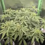 Choco Automatic Sensi Seeds