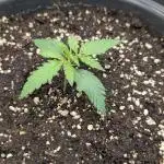 Choco Automatic Sensi Seeds