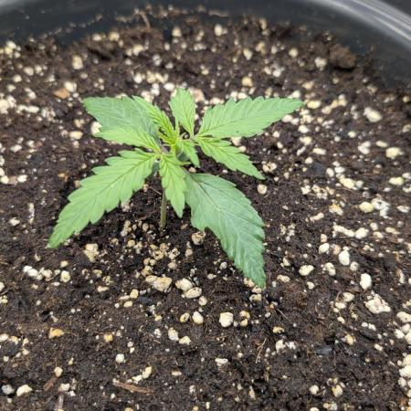 Choco Automatic Sensi Seeds