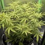 Choco Automatic Sensi Seeds