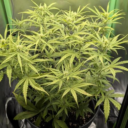 Choco Automatic Sensi Seeds