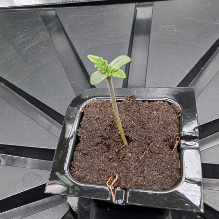 Choco Automatic Sensi Seeds