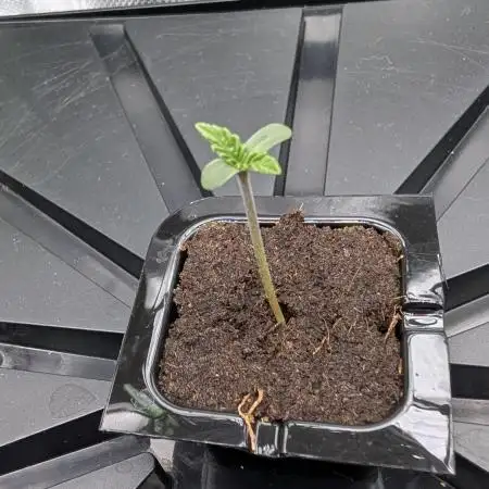 Choco Automatic Sensi Seeds