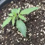 Choco Automatic Sensi Seeds