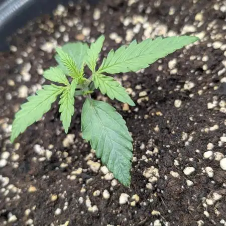 Choco Automatic Sensi Seeds