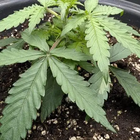 Choco Automatic Sensi Seeds