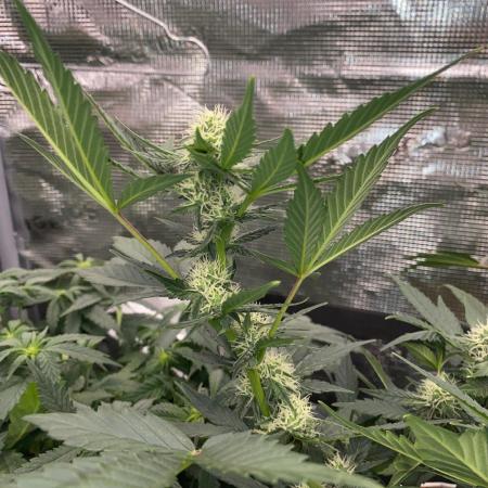 Betreutes Growen