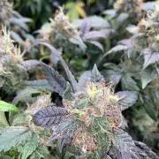 Betreutes Growen