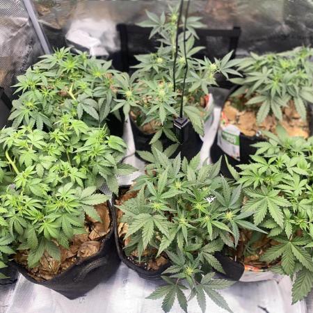 Betreutes Growen