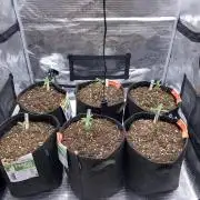 Betreutes Growen