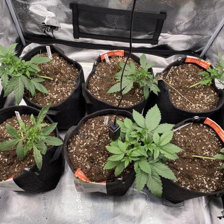Betreutes Growen