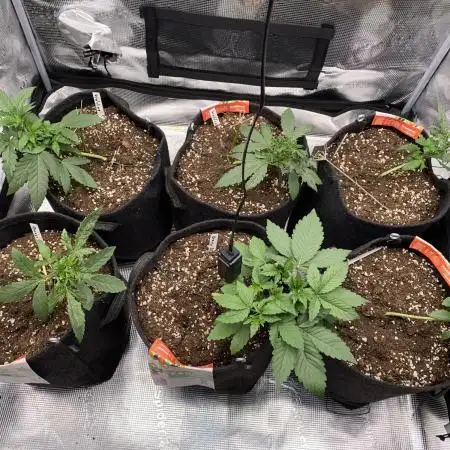 Betreutes Growen