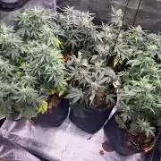Betreutes Growen