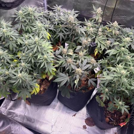 Betreutes Growen
