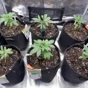 Betreutes Growen