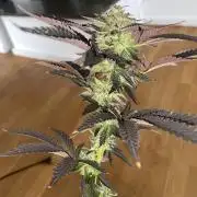 German Outdoorsaison 2025