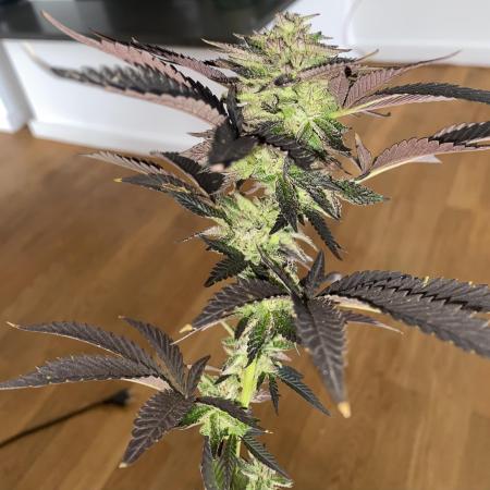 German Outdoorsaison 2025