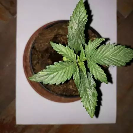 Kalashnikov Express 1 seed