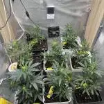 GELATO SOG :D CLONES :D 3CROP!