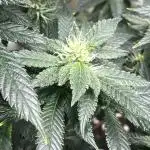 GELATO SOG :D CLONES :D 3CROP!