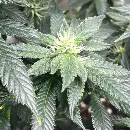 GELATO SOG :D CLONES :D 3CROP!