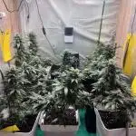 GELATO SOG :D CLONES :D 3CROP!