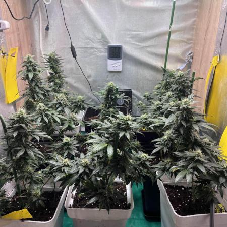 GELATO SOG :D CLONES :D 3CROP!