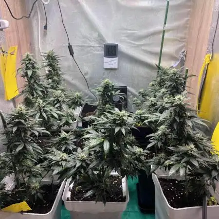 GELATO SOG :D CLONES :D 3CROP!