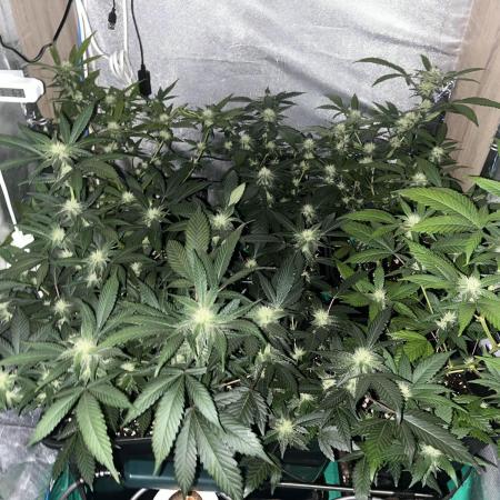 :) Lemon Thay Kush- MarsHydro 150W