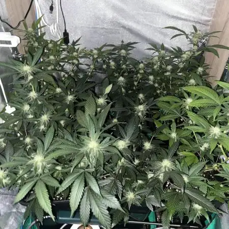 :) Lemon Thay Kush- MarsHydro 150W