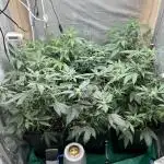 :) Lemon Thay Kush- MarsHydro 150W
